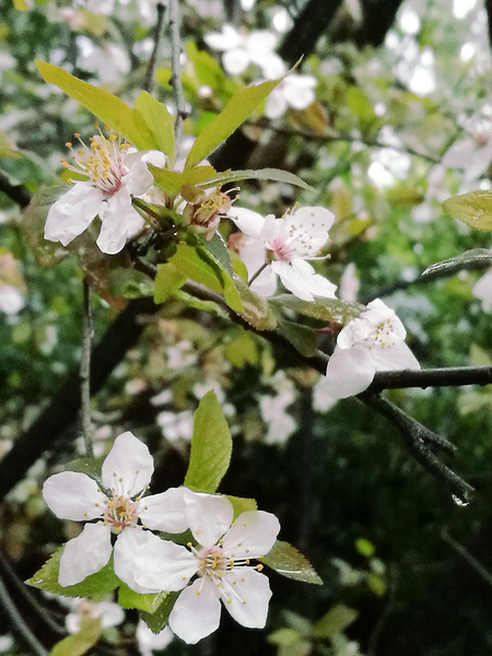 雨中樱花更美