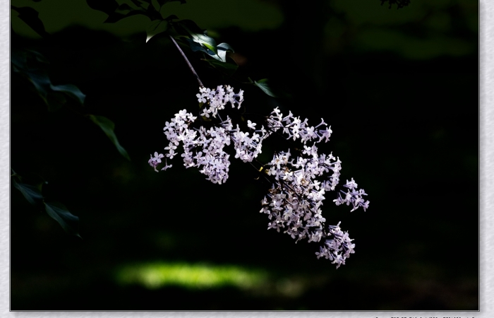 丁香花幽香四溢的时候