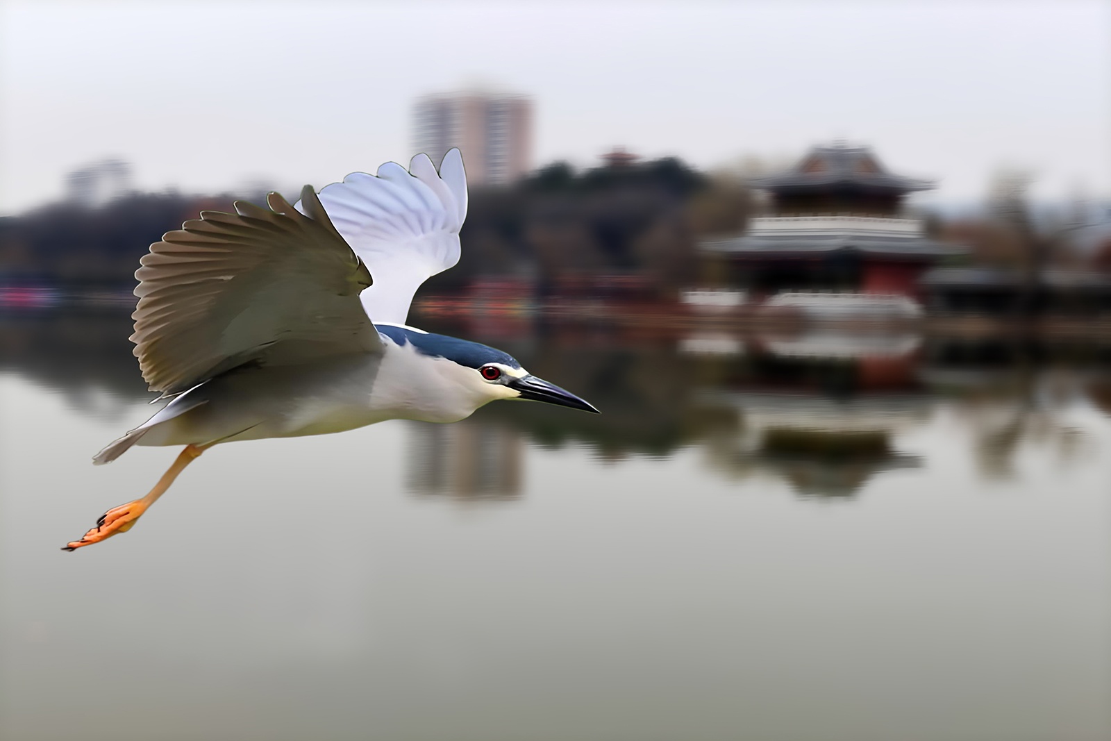 亱鹭