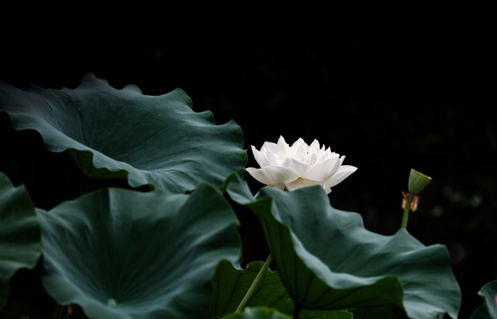 荷花