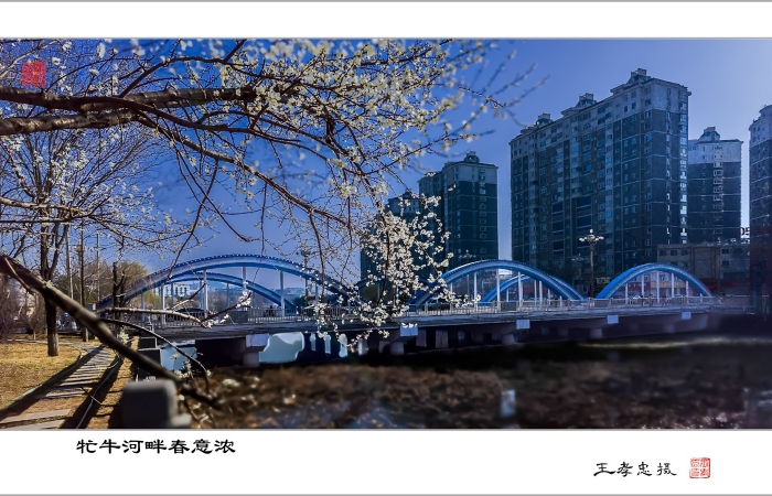 牤牛河畔春意浓
